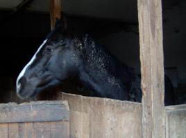 rutas a caballo asturias,rutas a caballo en asturias picos de europa.hipico,hipica